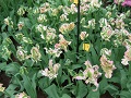 Keukenhof